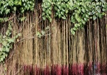 A Cissus Sicyoides is commonly known as Millionaire Vine, Princess Vine or Ivy Curtain